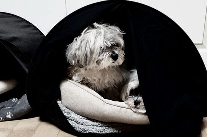 New pet dogs enjoying a zDen Pets Cozy Pet Bed, a start to healthy pet living..