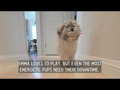 Emma the Havanese loves her zDen Pets Cozy Pet House in a modern, pet-friendly setting, enhancing pet care.