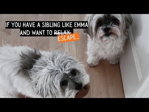 Emma and Madi Havanese love zDen Pets Cozy's luxury pet bed in a serene pet sleeping area, for pet relaxation.