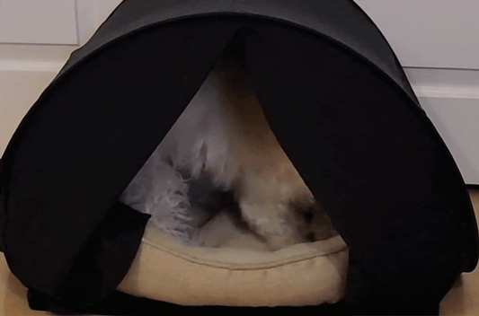 Dog digging their bed in a zDen Pets Cozy Den Bed