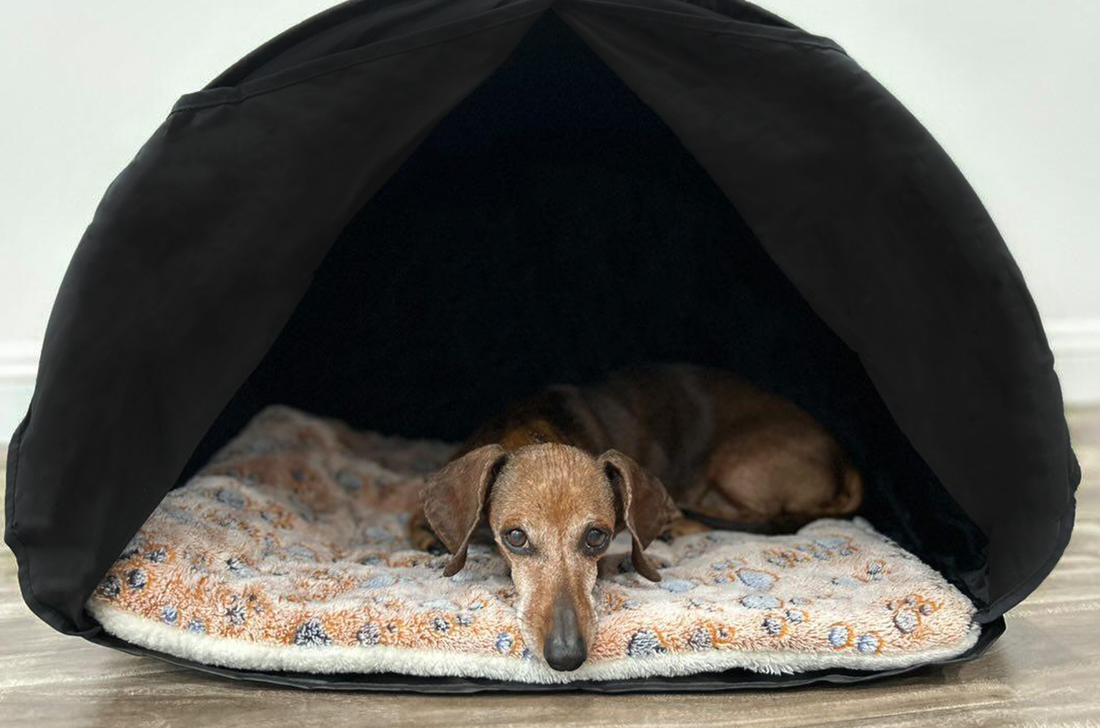 zDen Pets Cozy dog resting. Cozy is the perfect comfy cozy space for pets to rest.