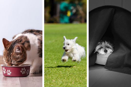 cat eating, dog running, dog sleep in zDen Pets Cozy: The Wellness Triangle for Pets: Diet, Exercise, and Sleep