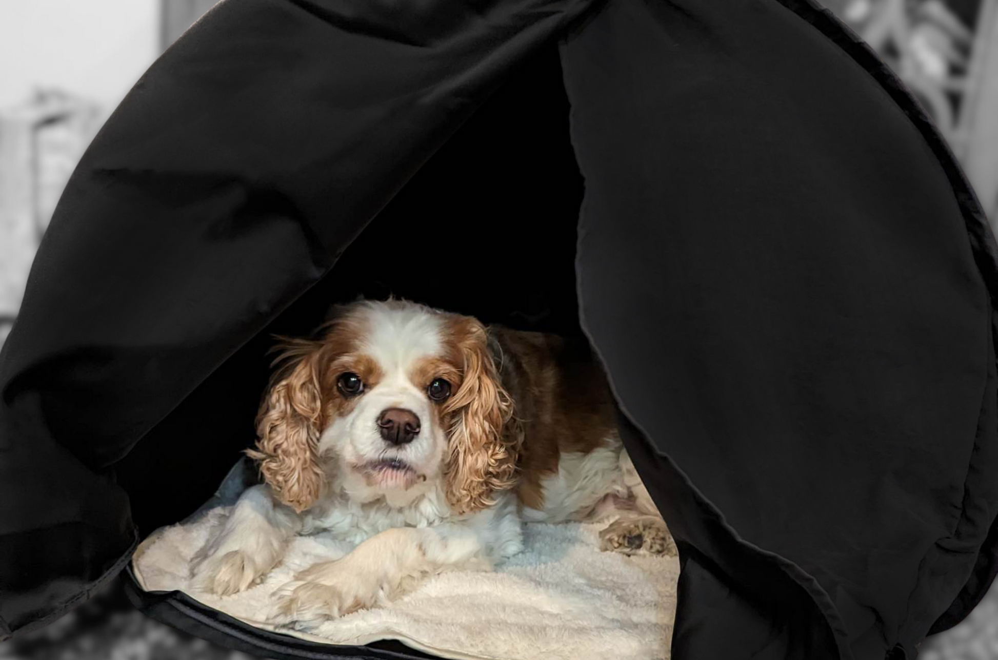 Cavalier King Charles Spaniel finding solace in a zDen Pets Cozy anti-anxiety bed, ideal for nervous dogs.